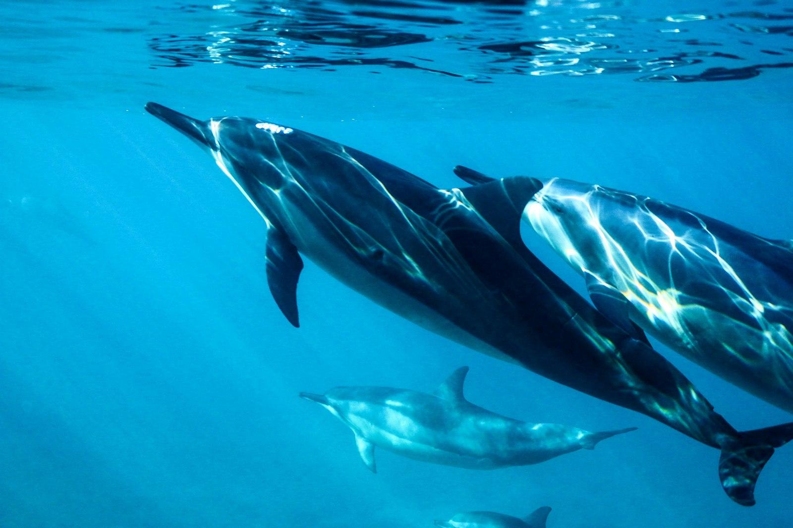 Dolphin House