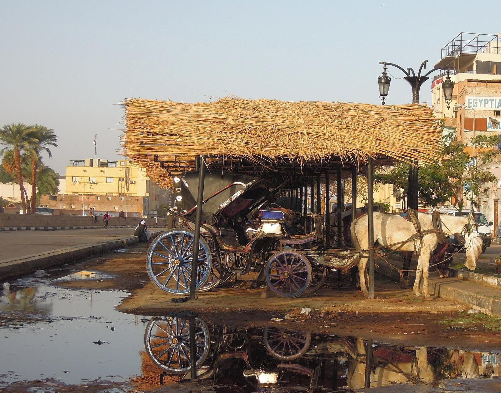 Horse Carriage Ride
