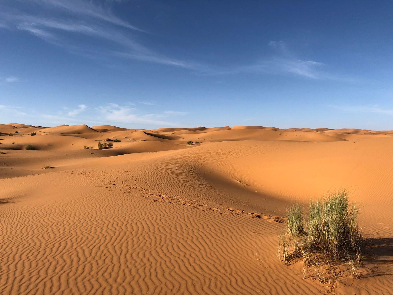 VIP Desert Safari
